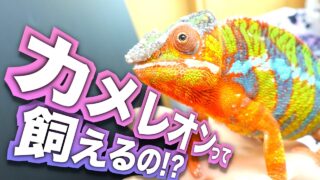 カメレオン、Switch2で30万本突破→「結局売れるSwitch定期」で一蹴り